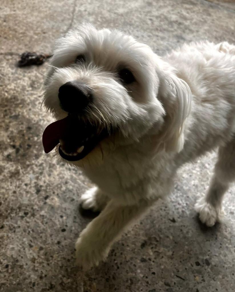 Enlarge Teddy, a Adopted mixed breed in Warren, MI image 6/6