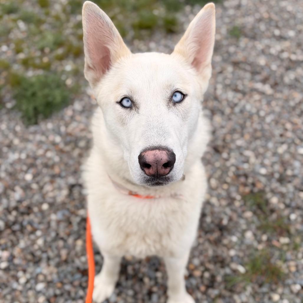 Atlas, Adoptable, Adult Male Mixed Breed.