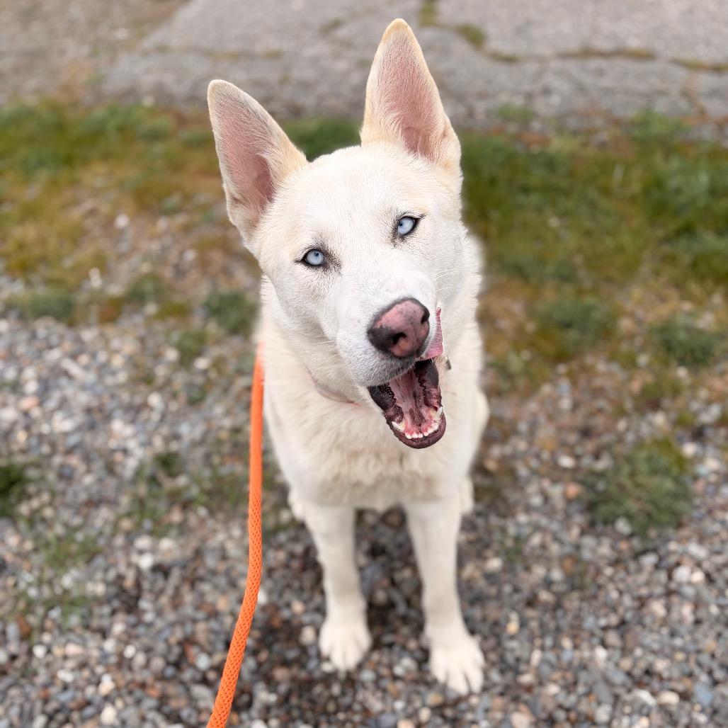 Enlarge Atlas, a Adoptable Mixed Breed in Spokane, WA image 2/6