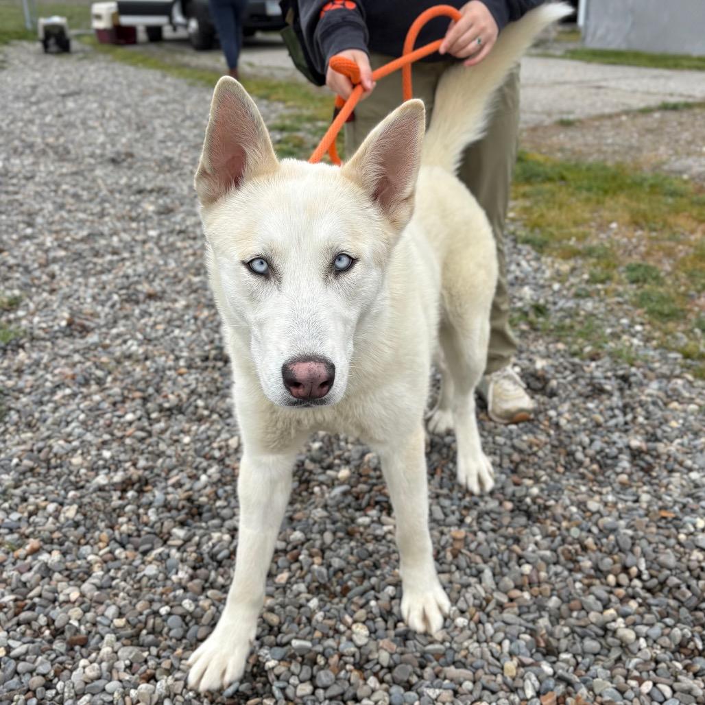 Enlarge Atlas, a Adoptable Mixed Breed in Spokane, WA image 3/6