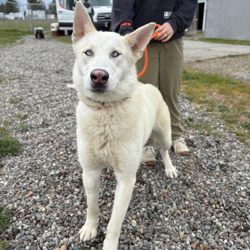 Enlarge Atlas, a Adoptable Mixed Breed in Spokane, WA image 4/6