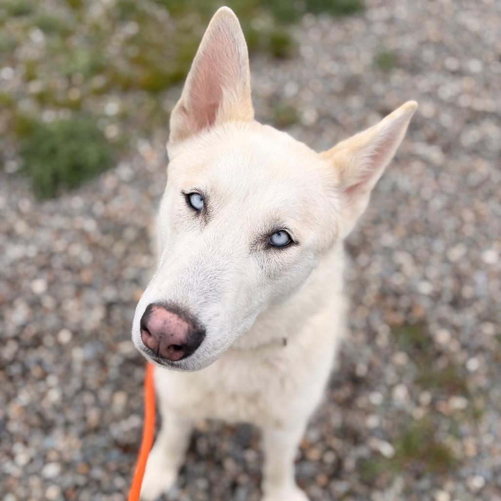 Enlarge Atlas, a Adoptable Mixed Breed in Spokane, WA image 5/6