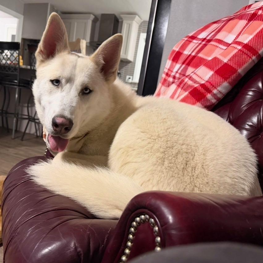 Enlarge Atlas, a Adoptable Mixed Breed in Spokane, WA image 6/6