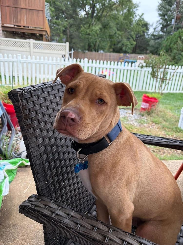 Tony nka Rocky - Raya’s litter of 7, Adoptable, Puppy Male Boxer & Hound.