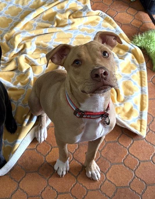 Enlarge Tony nka Rocky - Raya’s litter of 7, a Adoptable mixed breed in Lancaster, PA image 3/6