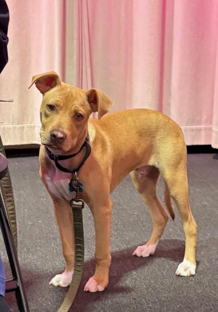 Enlarge Tony nka Rocky - Raya’s litter of 7, a Adoptable mixed breed in Lancaster, PA image 4/6