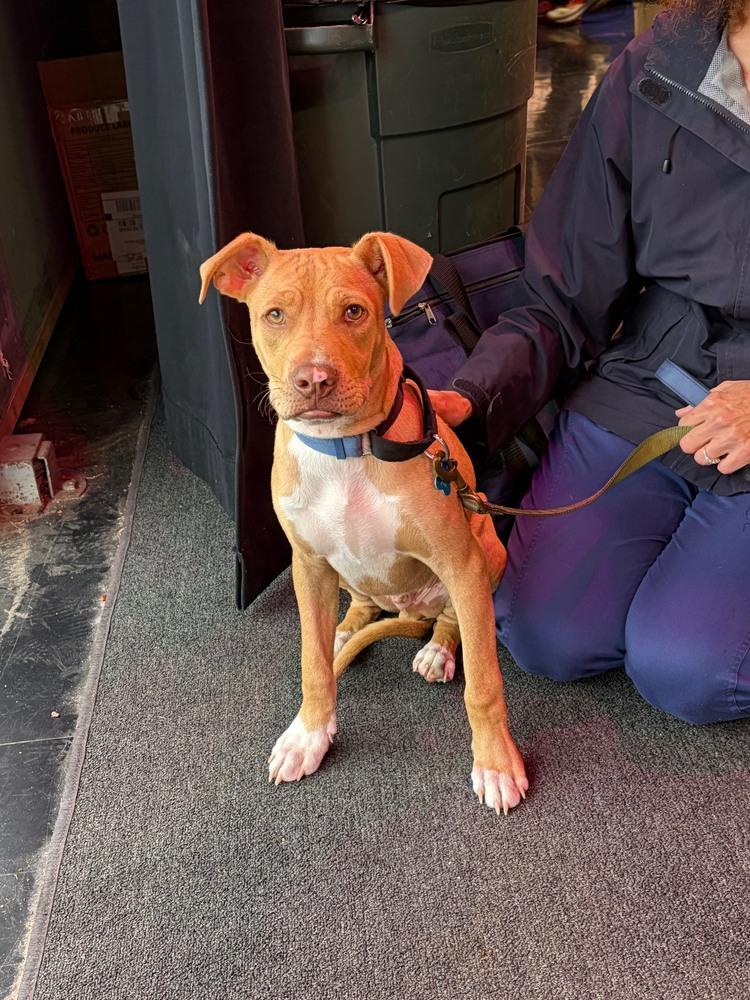 Enlarge Tony nka Rocky - Raya’s litter of 7, a Adoptable mixed breed in Lancaster, PA image 5/6