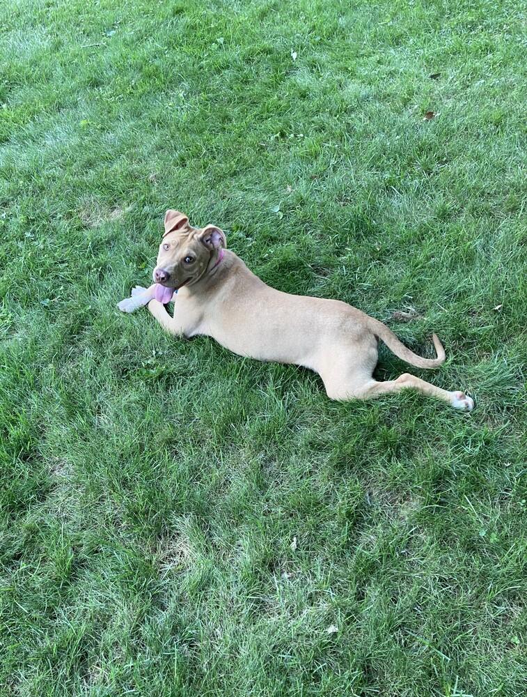 Enlarge Tony nka Rocky - Raya’s litter of 7, a Adoptable mixed breed in Lancaster, PA image 6/6