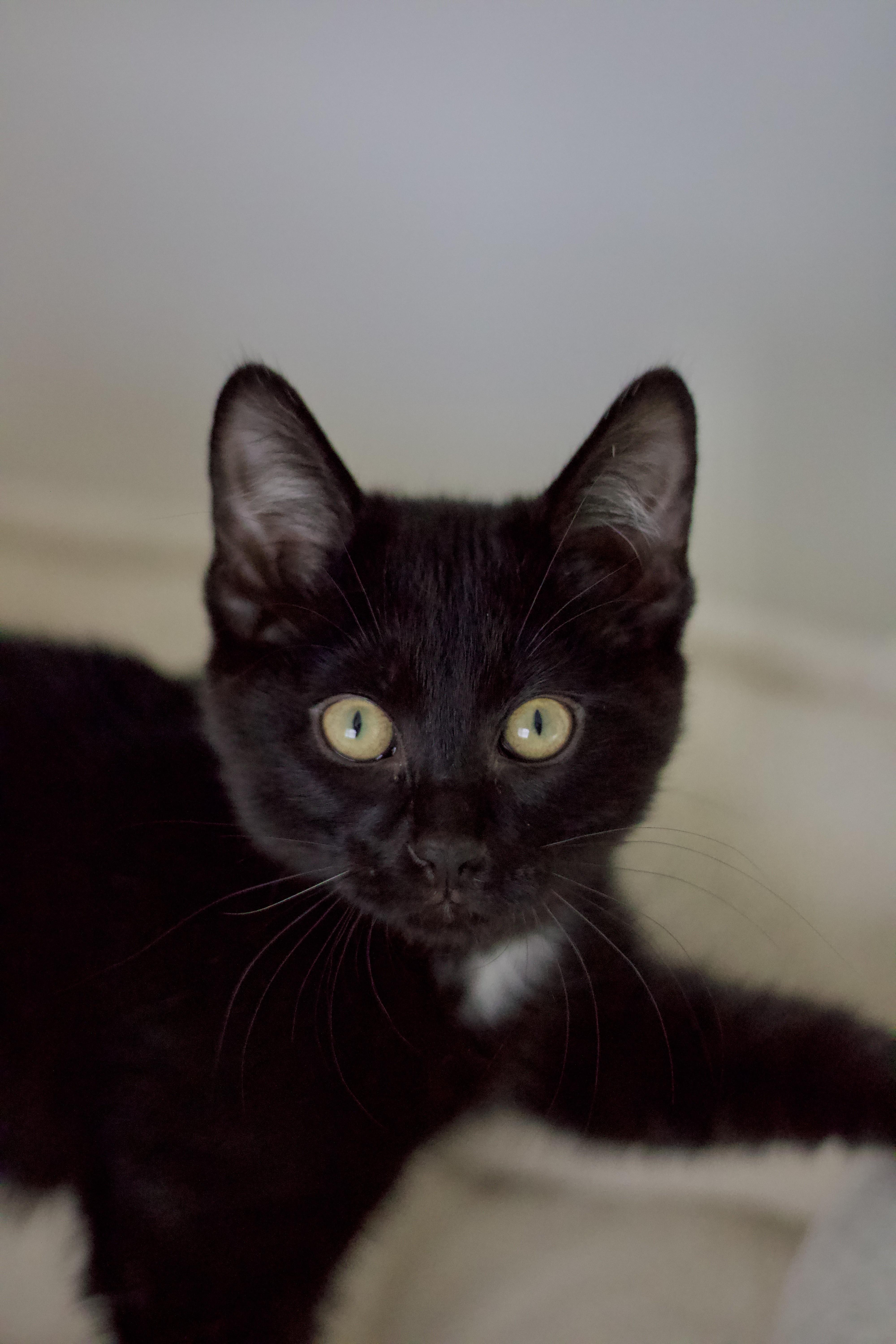 Tails, an adopted Domestic Short Hair in Nashville, TN image 1/2