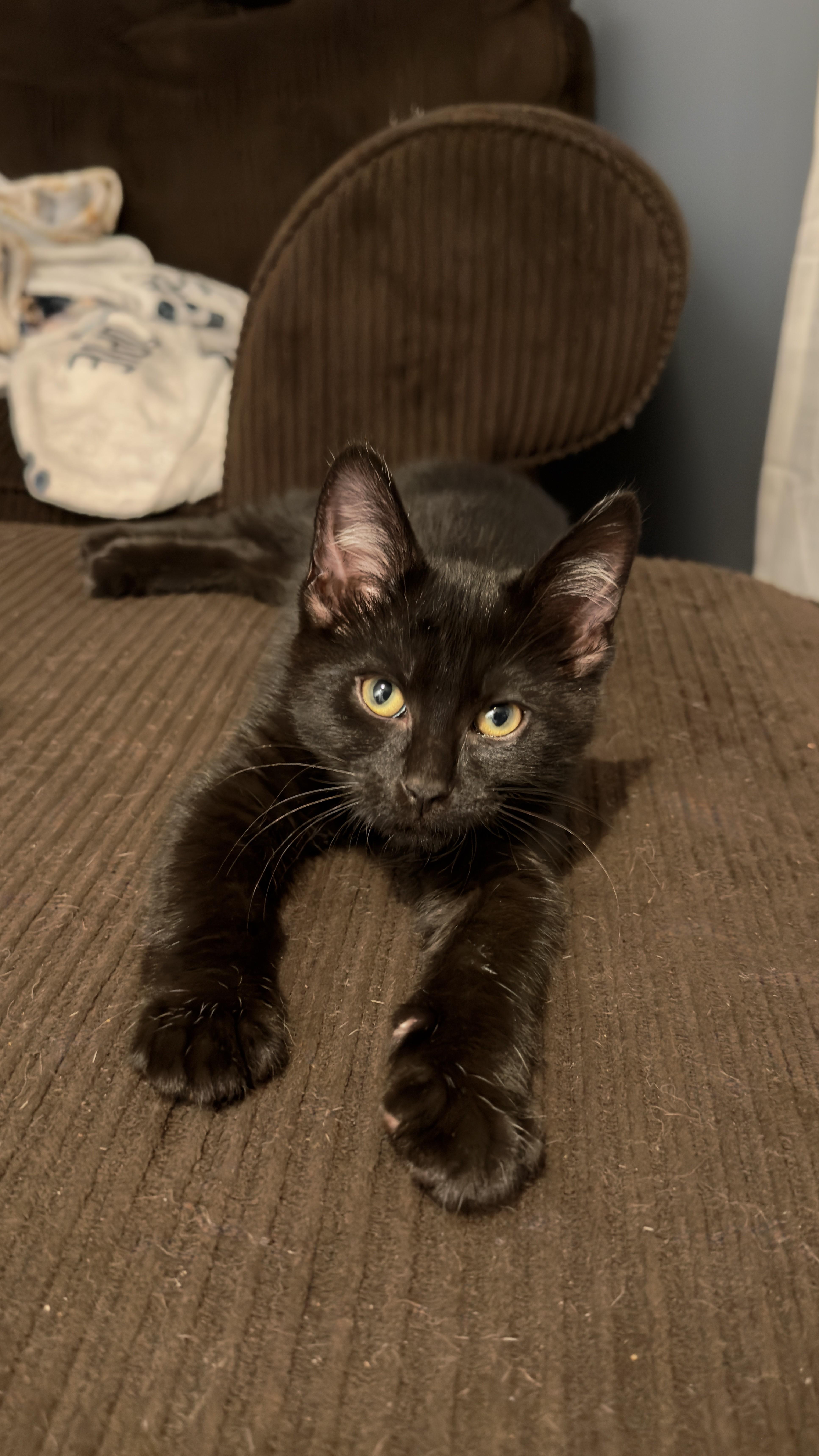 Tails, an adopted Domestic Short Hair in Nashville, TN image 2/2