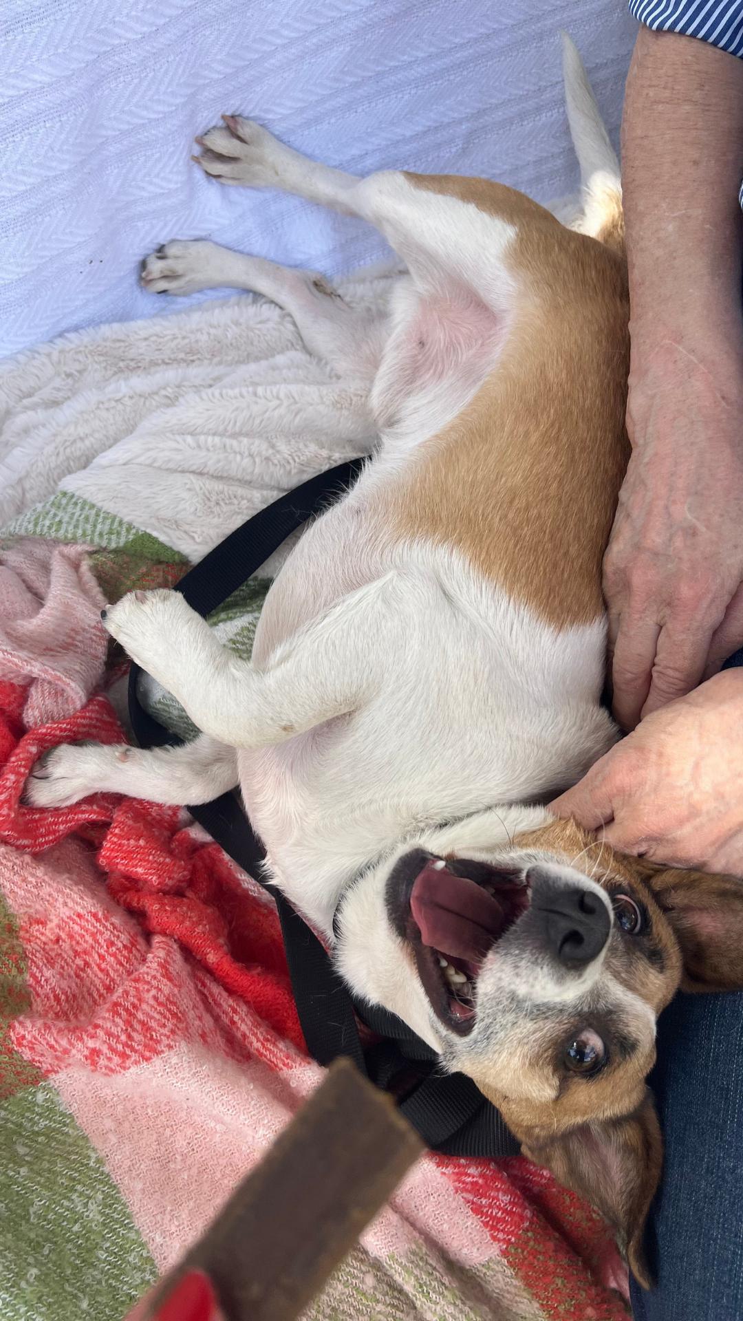 ARCHIE, Adoptable, Young Male Chihuahua & Corgi.