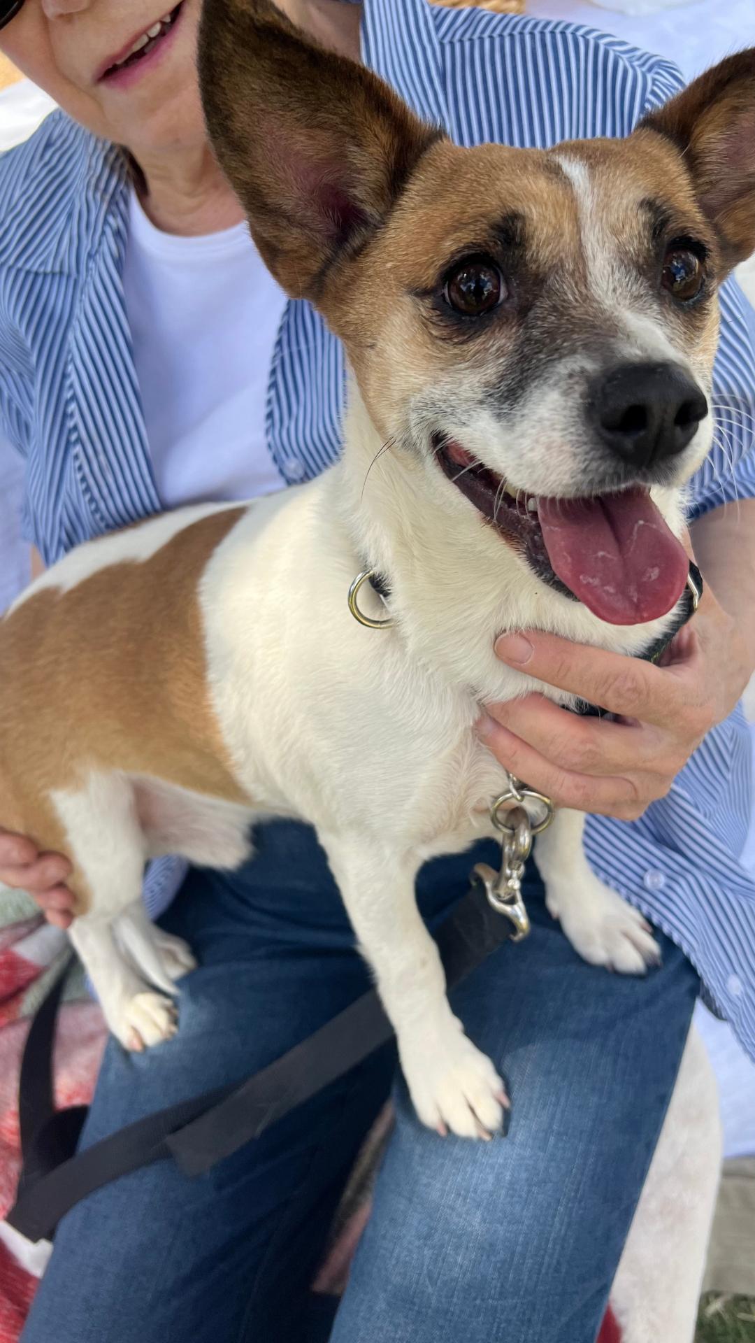 Enlarge ARCHIE, a Adoptable mixed breed in Chandler, AZ image 2/3