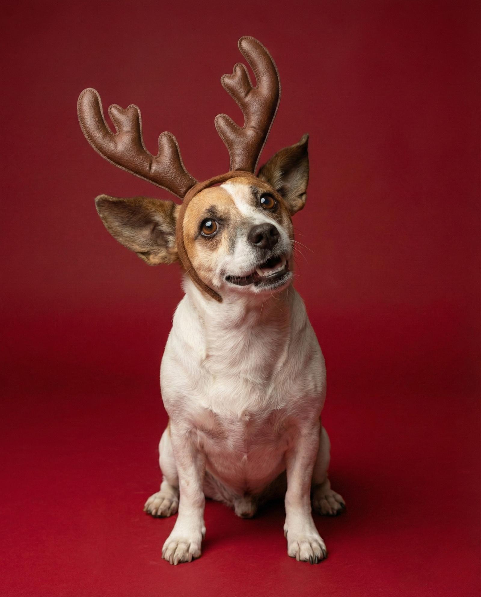 Enlarge ARCHIE, a Adoptable mixed breed in Chandler, AZ image 2/3