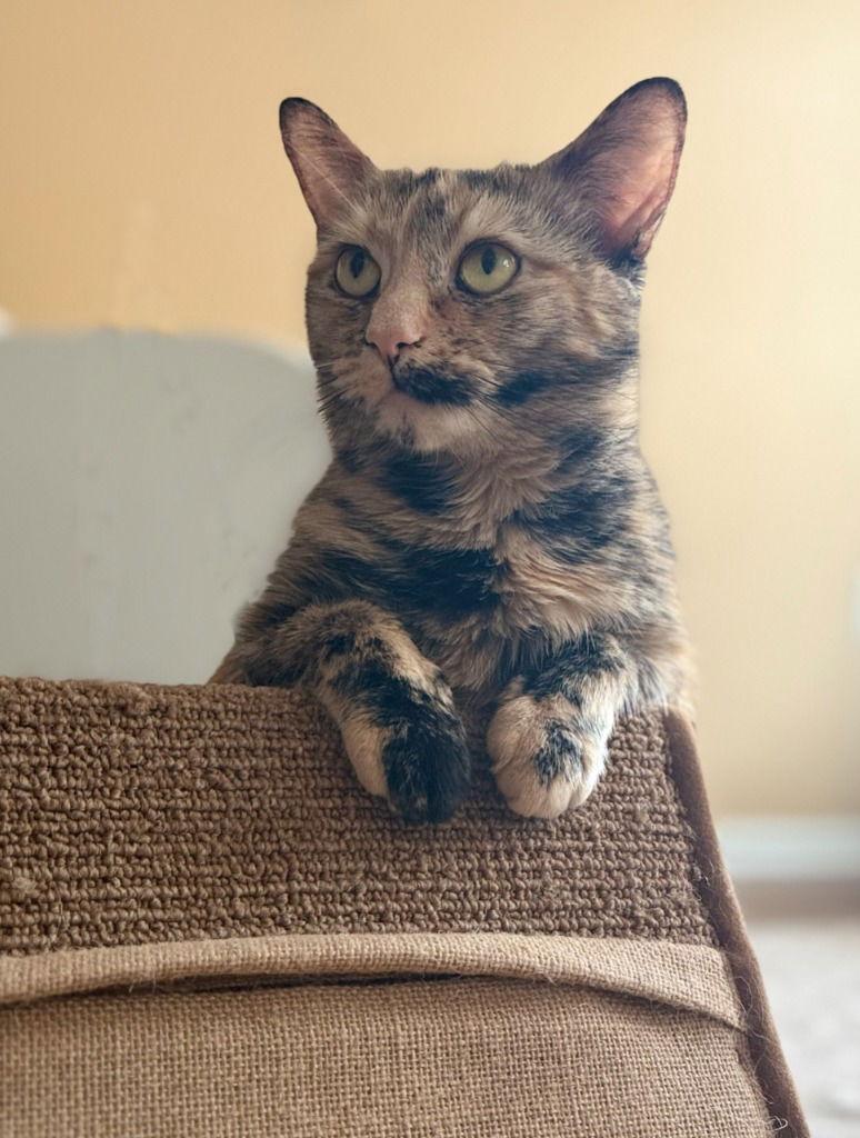 Enlarge Mimi, a Adoptable Domestic Short Hair in Sayreville, NJ image 1/3