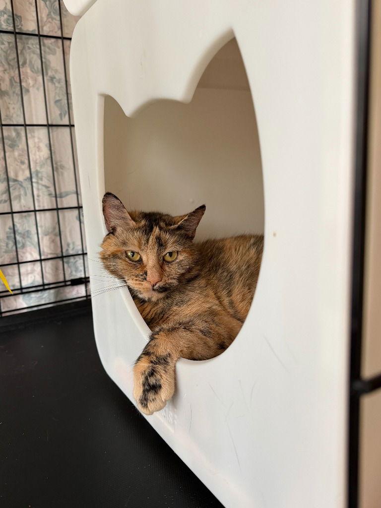 Mimi, a Adoptable Domestic Short Hair in Sayreville, NJ image 1/3