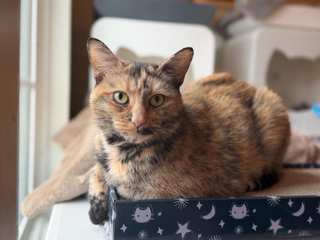 Mimi, Adoptable, Adult Female Domestic Short Hair.