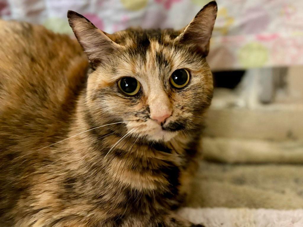 Mimi, a Adoptable Domestic Short Hair in Sayreville, NJ image 2/3