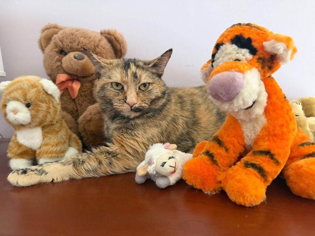 Enlarge Mimi, a Adoptable Domestic Short Hair in Sayreville, NJ image 2/3