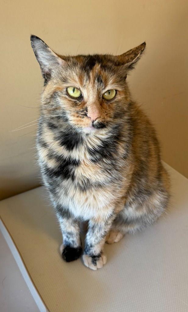 Enlarge Mimi, a Adoptable Domestic Short Hair in Sayreville, NJ image 1/3