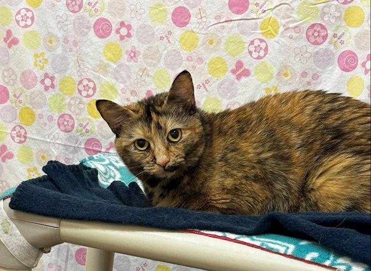 Mimi, a Adoptable Domestic Short Hair in Sayreville, NJ image 3/3