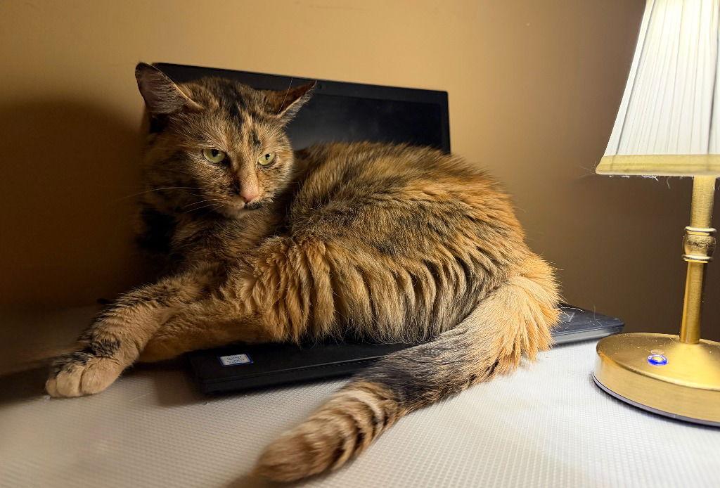 Enlarge Mimi, a Adoptable Domestic Short Hair in Sayreville, NJ image 3/3