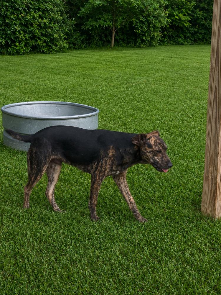 Enlarge Rex, a Adoptable mixed breed in Boston, MA image 1/6