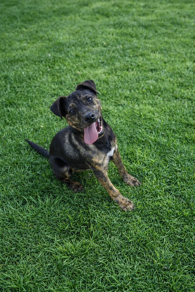 Enlarge Rex, a Adoptable mixed breed in Boston, MA image 2/6