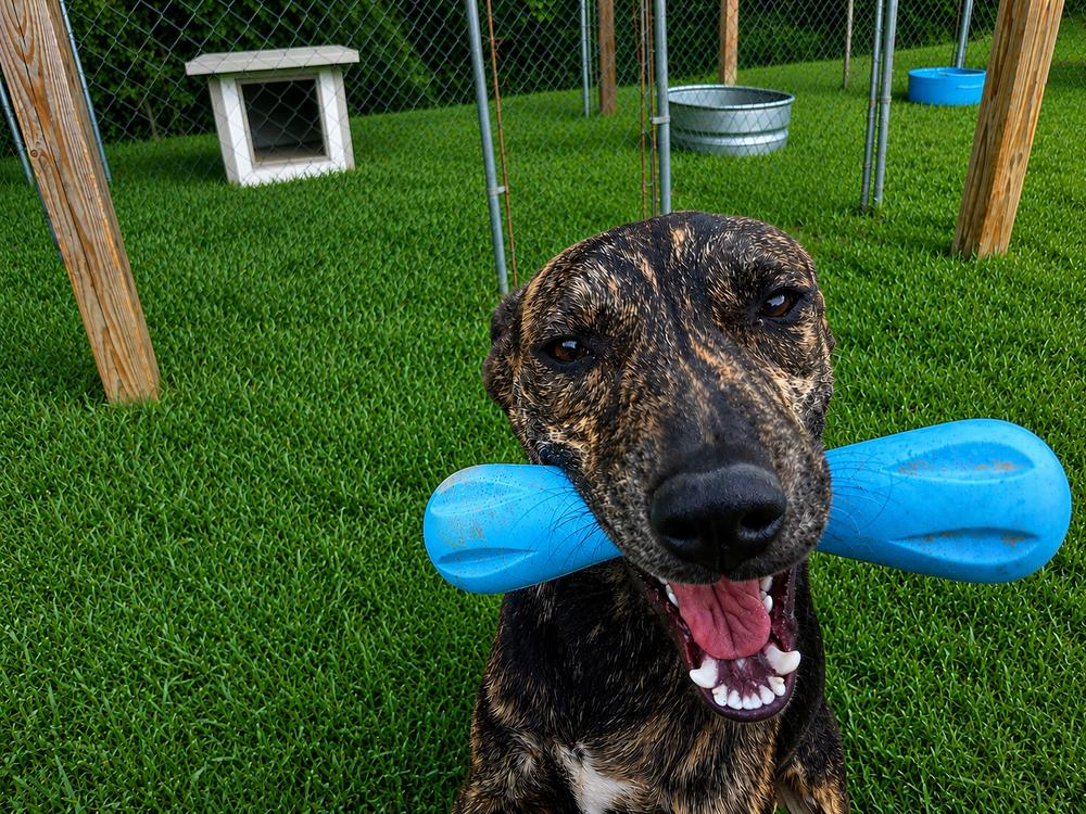 Enlarge Rex, a Adoptable mixed breed in Boston, MA image 3/6