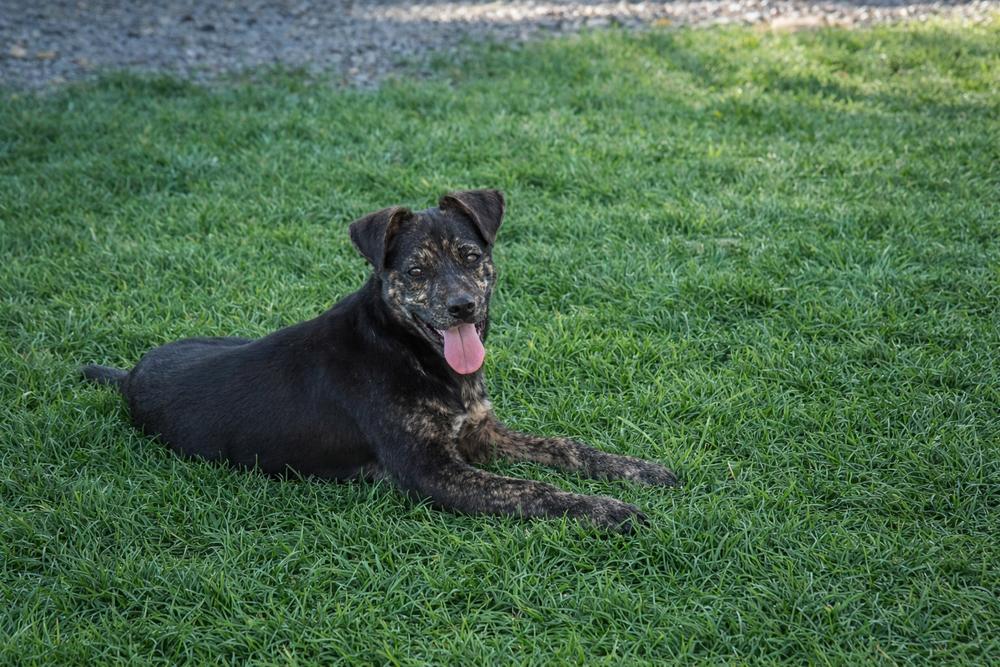 Enlarge Rex, a Adoptable mixed breed in Boston, MA image 4/6