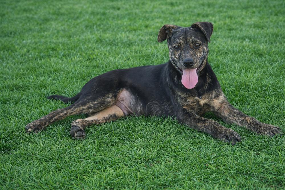 Enlarge Rex, a Adoptable mixed breed in Boston, MA image 5/6