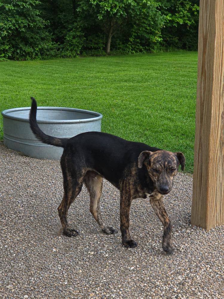 Enlarge Rex, a Adoptable mixed breed in Boston, MA image 6/6
