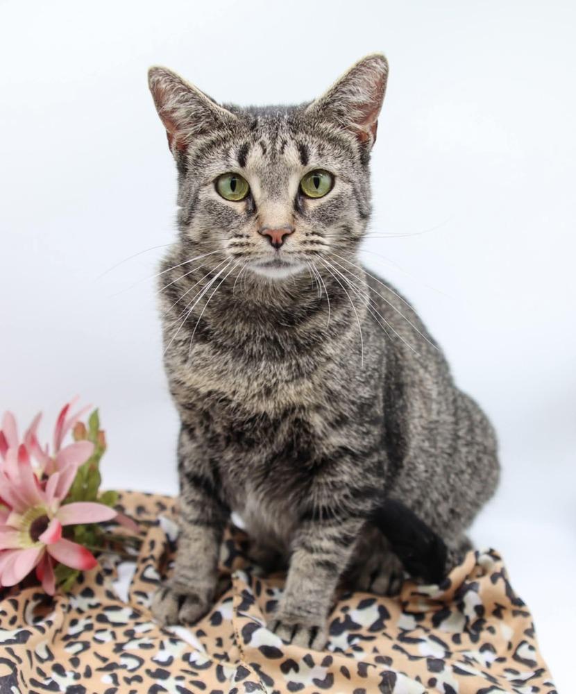 Enlarge Gabby IX, a Adoptable Domestic Short Hair in Muskegon, MI image 1/1