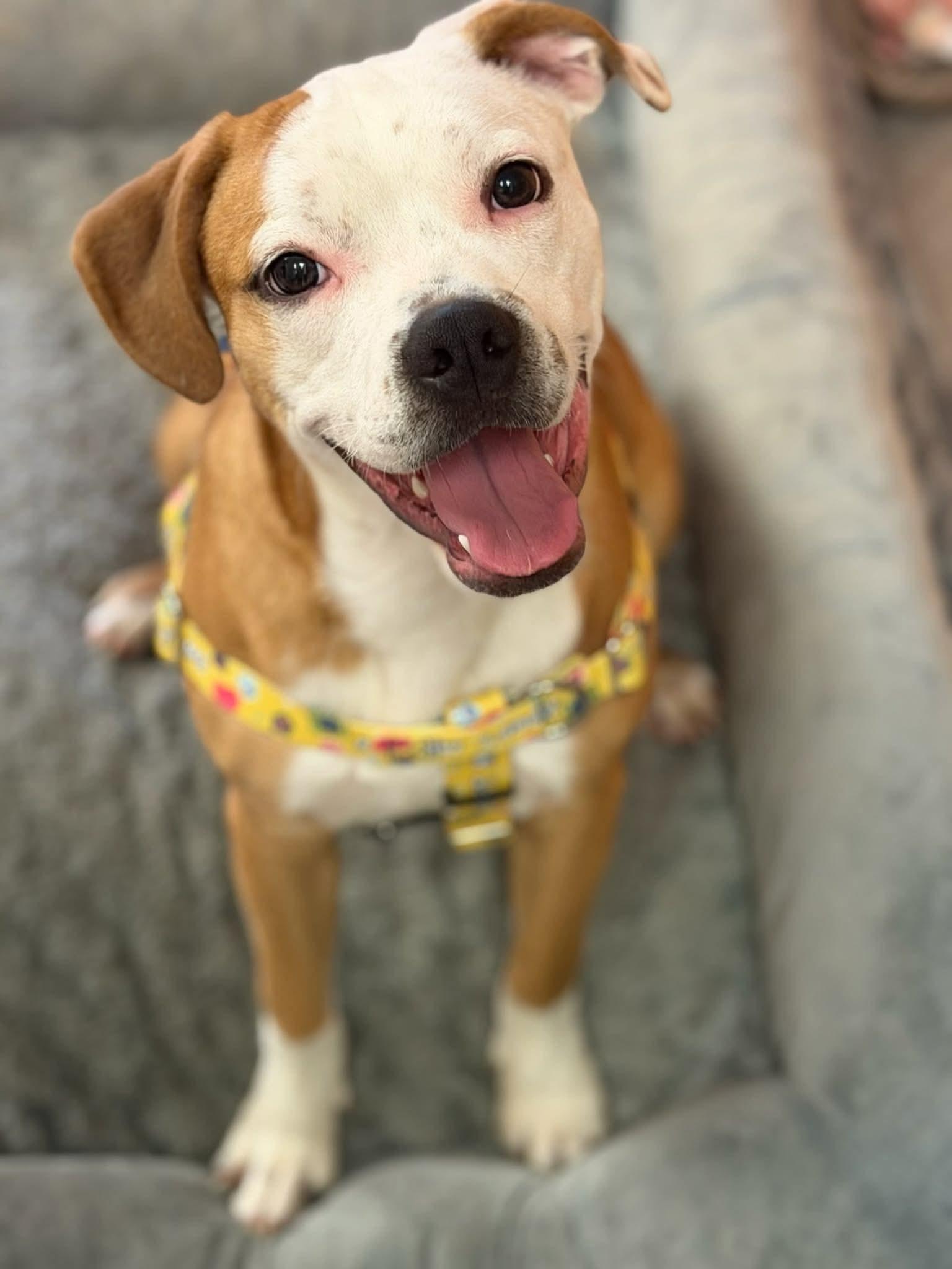 Enlarge Wren, a ADOPTABLE mixed breed in Clay, NY image 3/3
