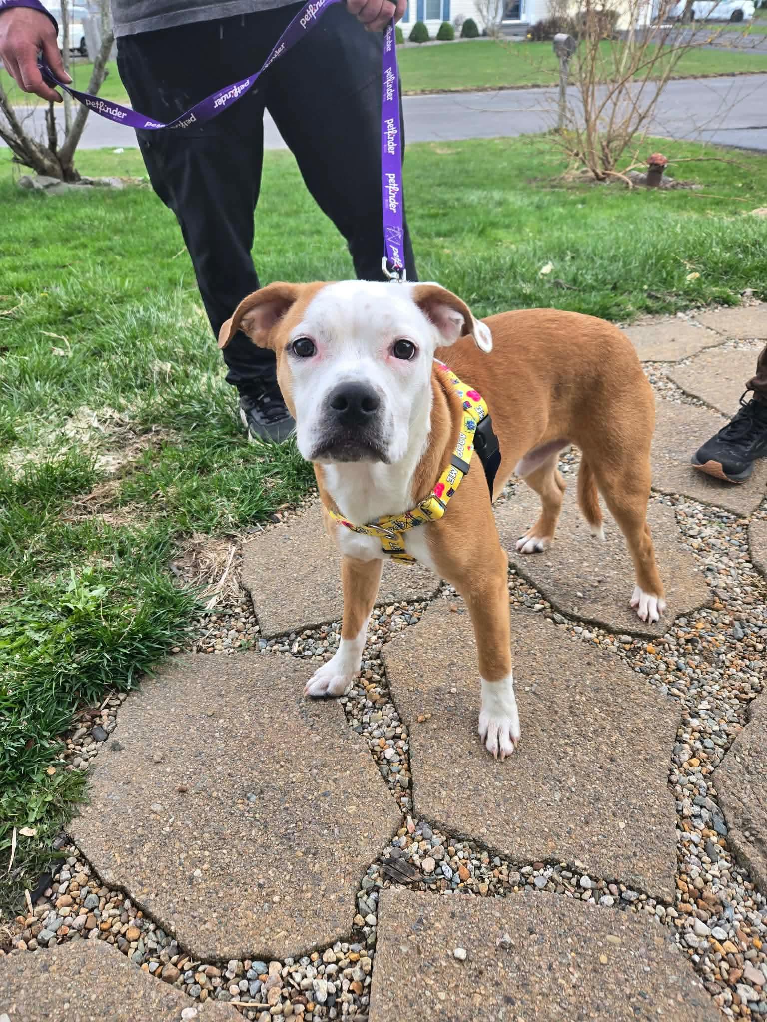 Enlarge Wren, a ADOPTABLE mixed breed in Clay, NY image 2/3