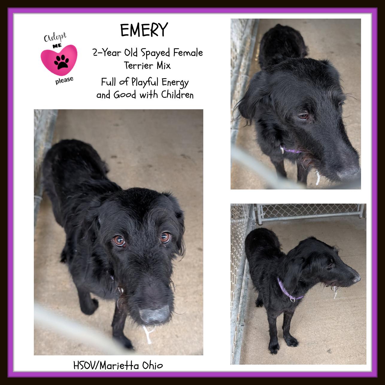 Enlarge Emery (Spayed), an adopted mixed breed in Marietta, OH image 1/4