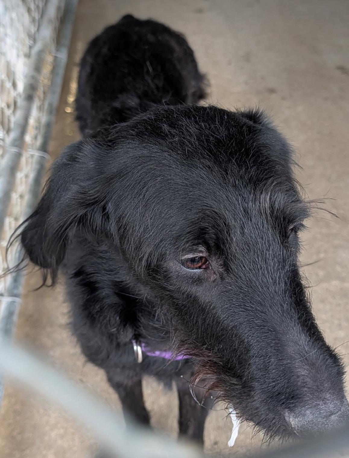 Enlarge Emery (Spayed), an adopted mixed breed in Marietta, OH image 3/4