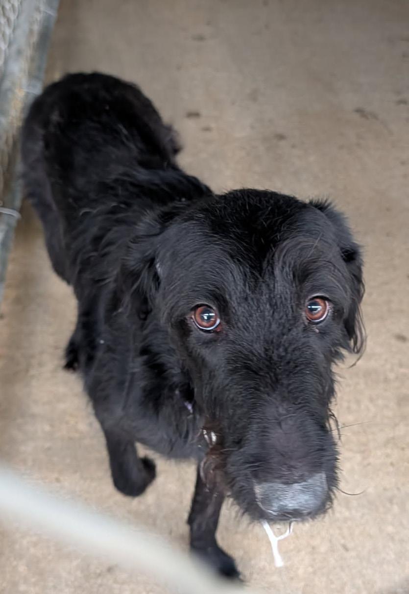 Enlarge Emery (Spayed), an adopted mixed breed in Marietta, OH image 2/4
