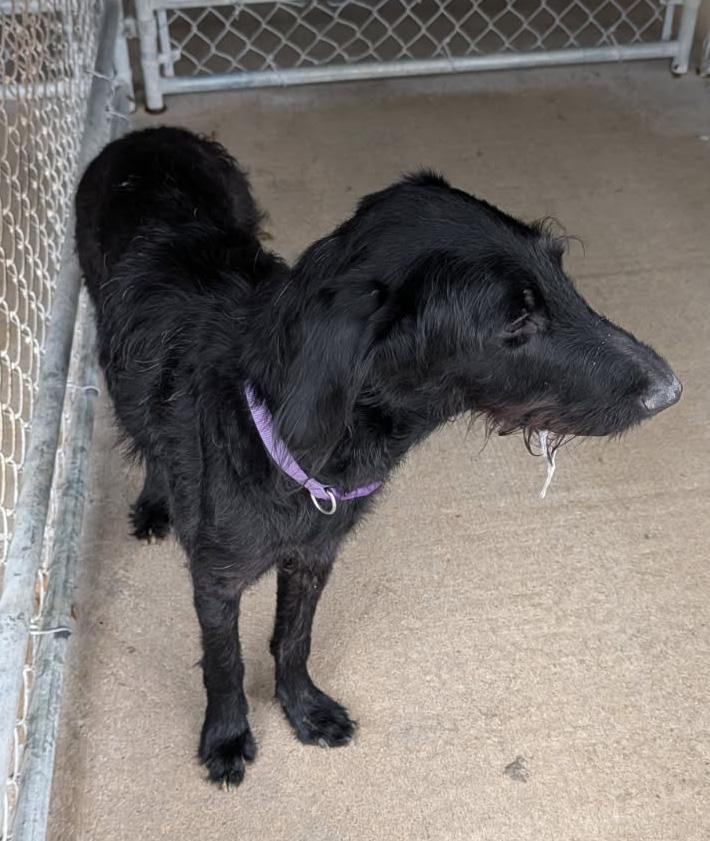 Enlarge Emery (Spayed), an adopted mixed breed in Marietta, OH image 4/4