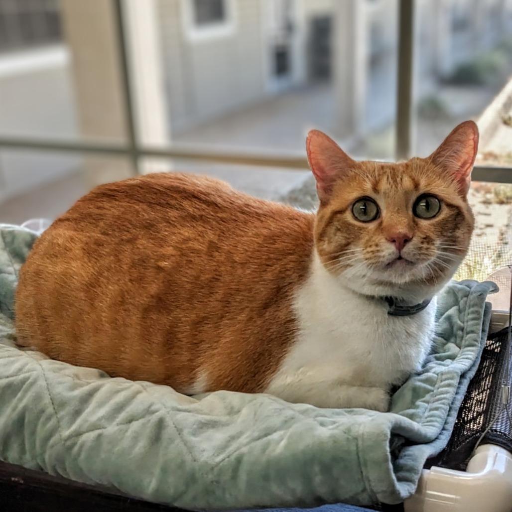 Enlarge Sally, a Adoptable Domestic Short Hair in Garfield, AR image 1/2