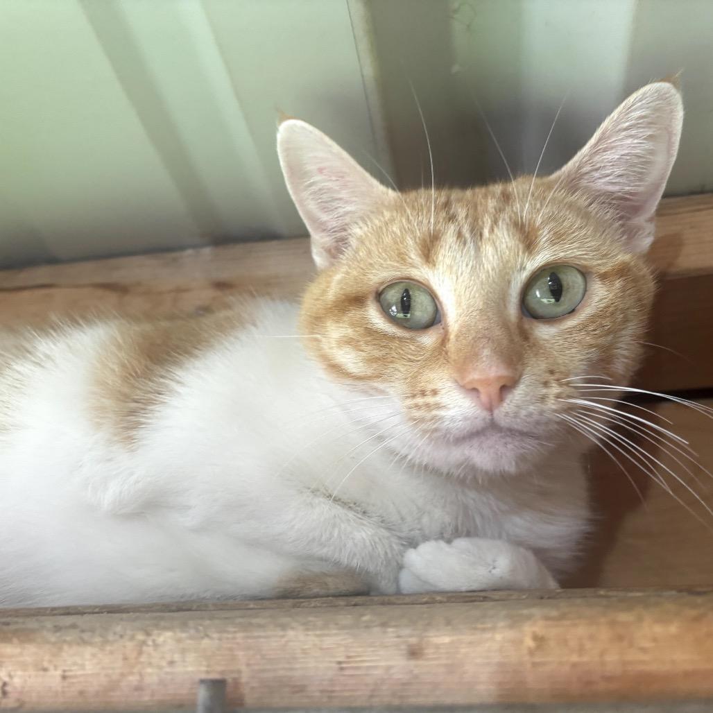Enlarge Sally, a Adoptable Domestic Short Hair in Garfield, AR image 2/2
