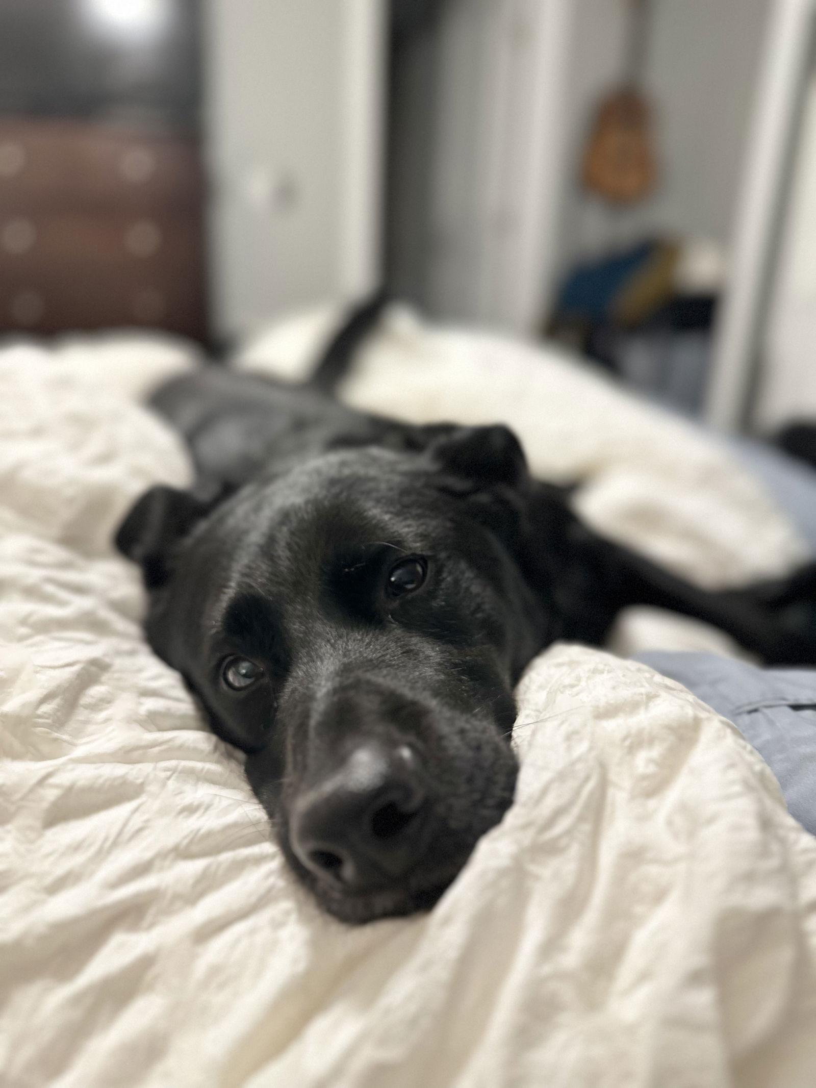 Enlarge Trapper John, a Adoptable mixed breed in Fort Collins, CO image 1/3