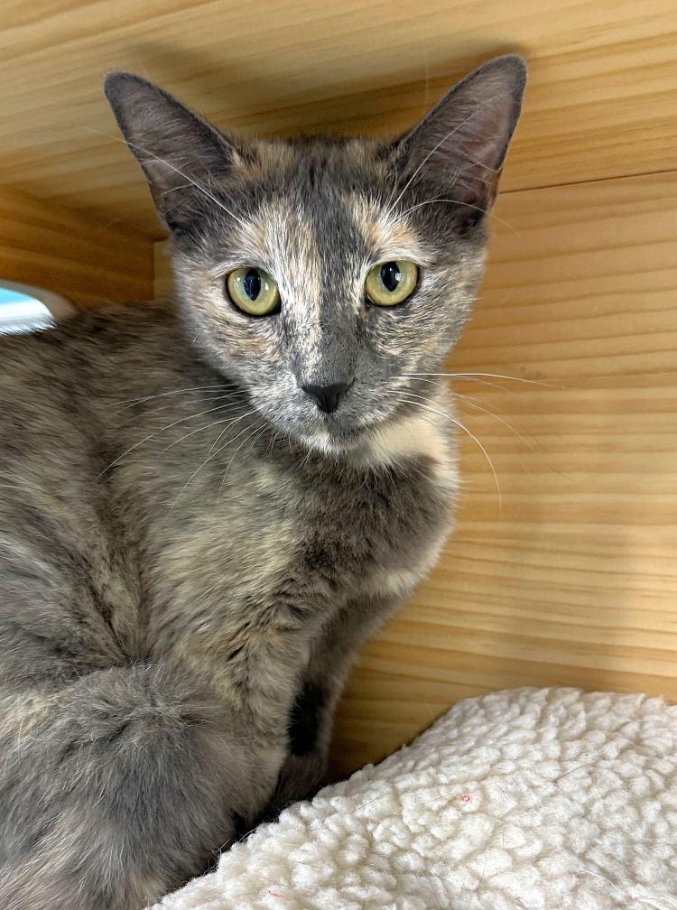 Novala, Adoptable, Young Female Domestic Short Hair.