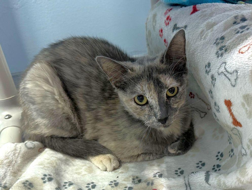 Novala, a Adoptable Domestic Short Hair in Colorado Springs, CO image 2/3