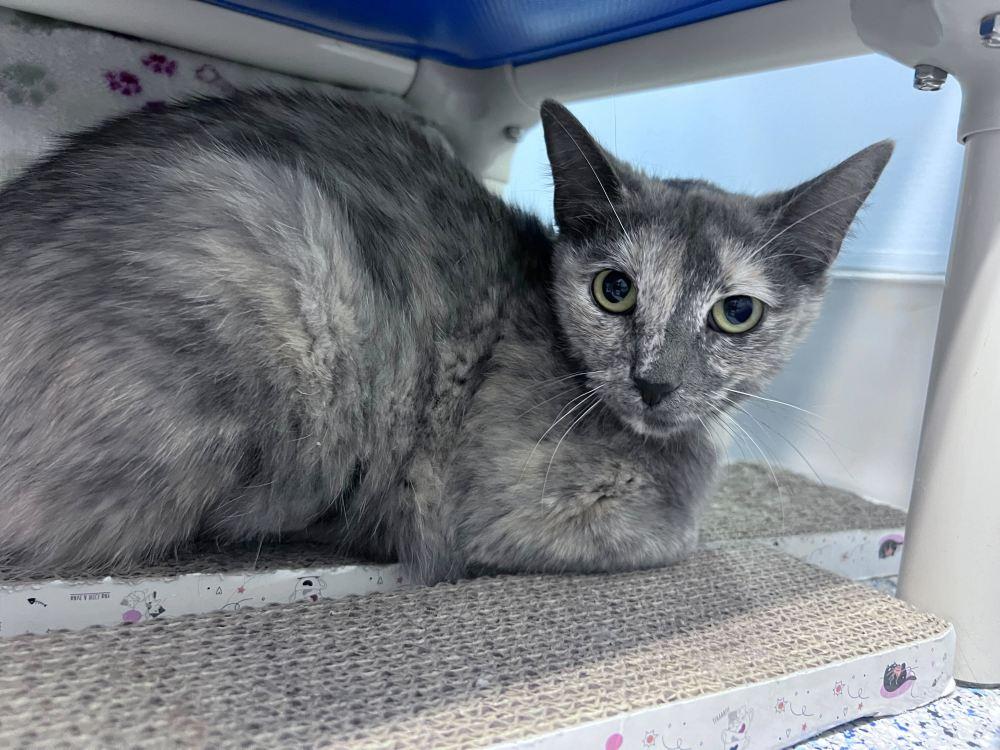 Novala, a Adoptable Domestic Short Hair in Colorado Springs, CO image 3/3