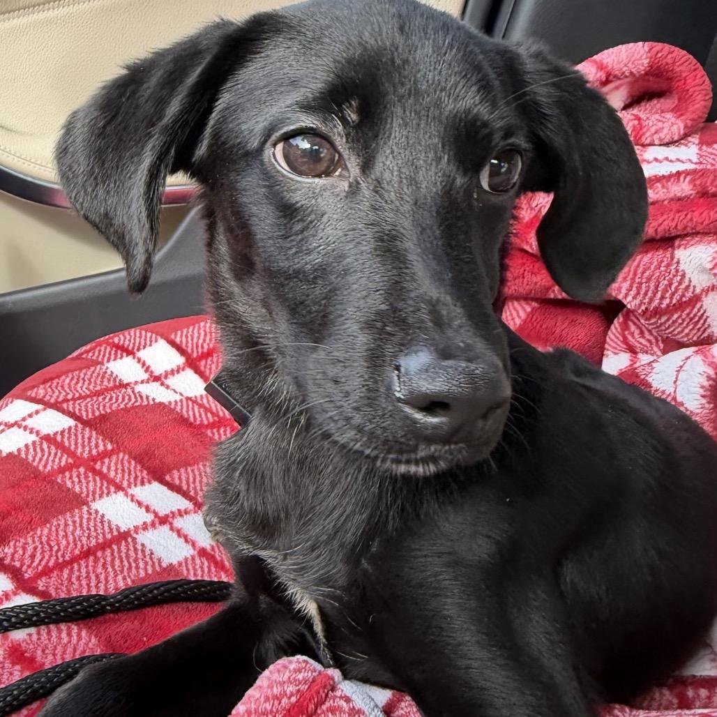 Enlarge Snoopy, a Adoptable mixed breed in Phoenix, MD image 1/1