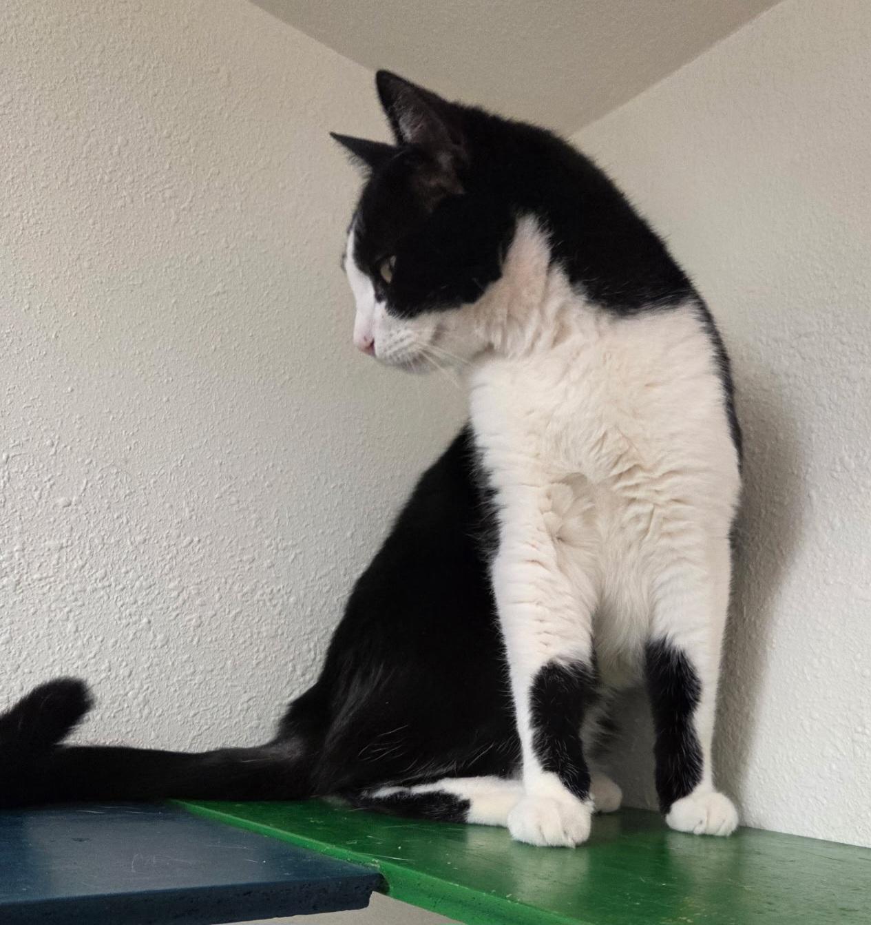 Bosco, a Adoptable Domestic Short Hair in Yarnell, AZ image 2/3