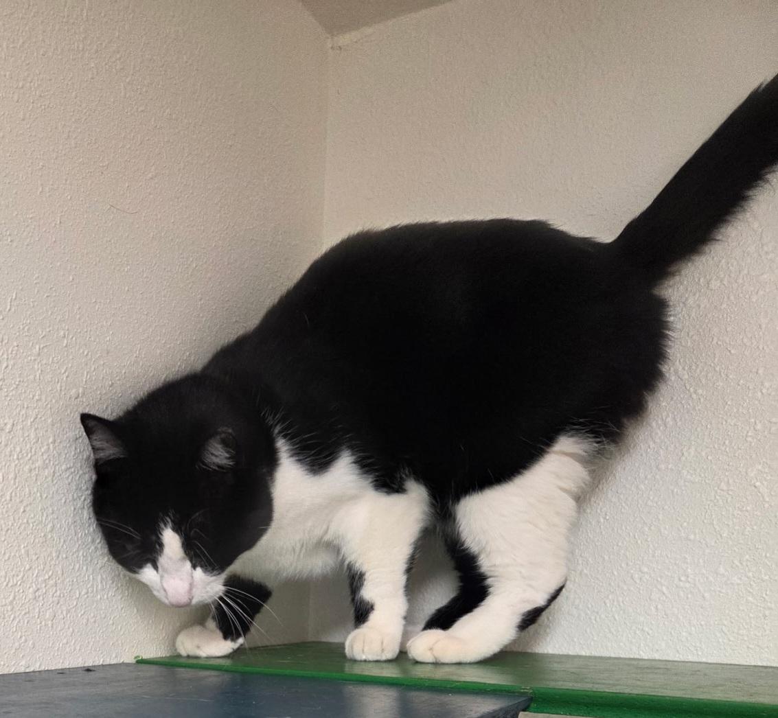 Bosco, a Adoptable Domestic Short Hair in Yarnell, AZ image 3/3