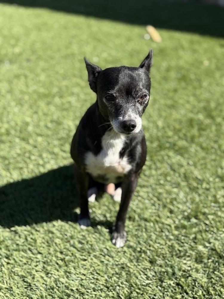 Tom, Adoptable, Adult Male Chihuahua.