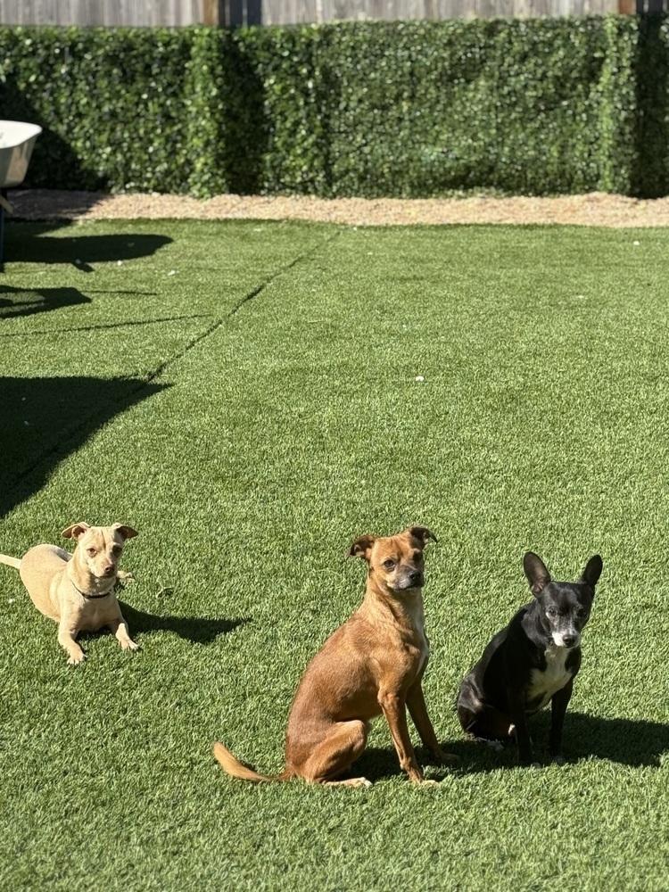 Tom, adopted, Adult Male Chihuahua.