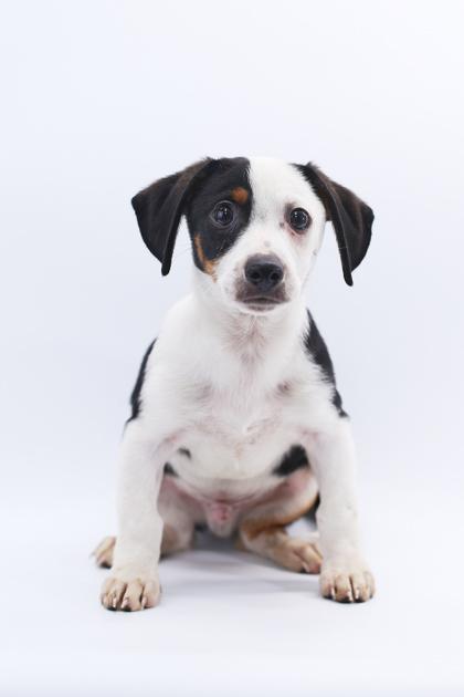 Toad, Adoptable, Puppy Male Parson Russell Terrier & Mixed Breed.